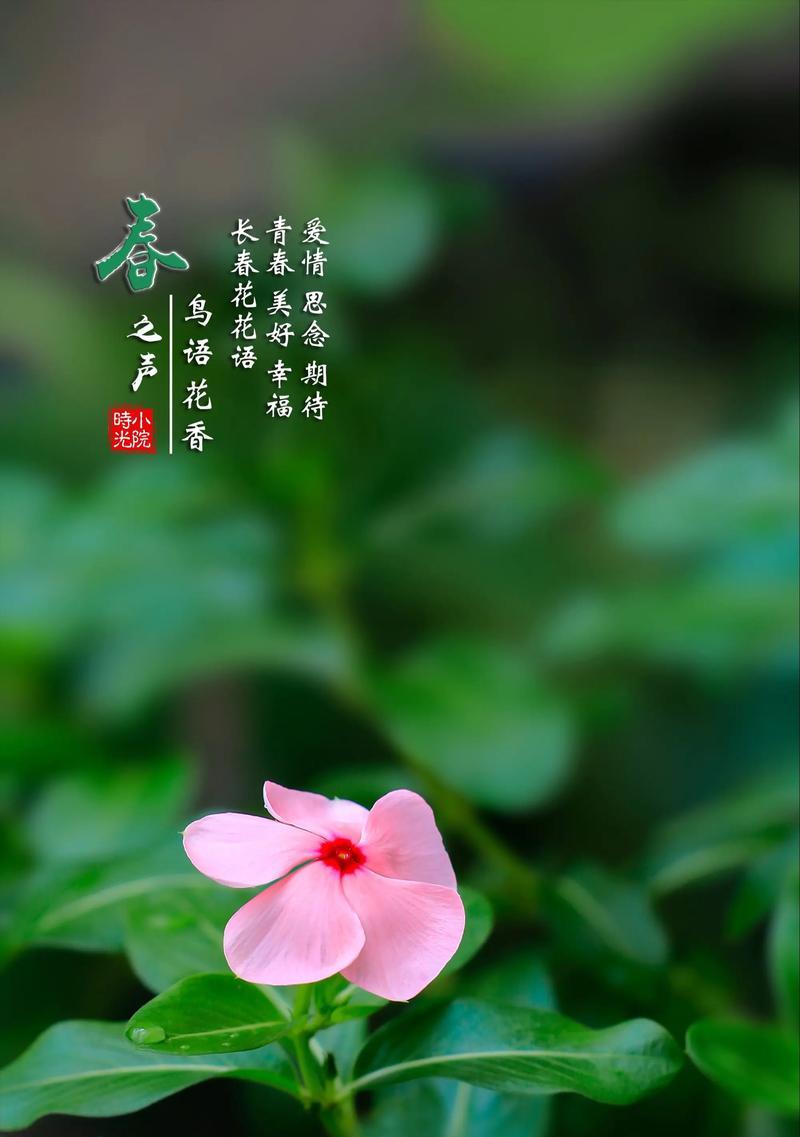 哪种花象征思念？想你了的花语是什么？