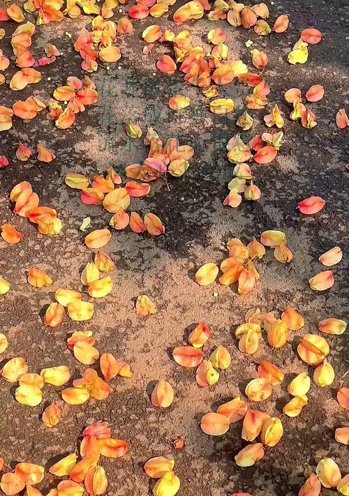 落花代表了哪些情感？花有落意的含义是什么？