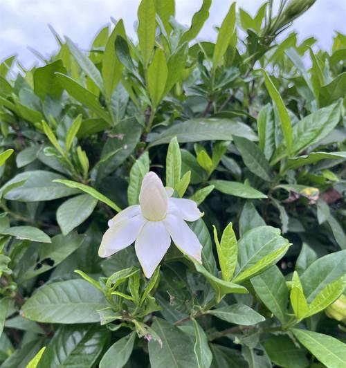 枙子花花语是什么意思？枙子花在传统婚礼中的象征是什么？