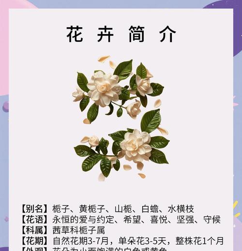 枙子花花语是什么意思？枙子花在传统婚礼中的象征是什么？