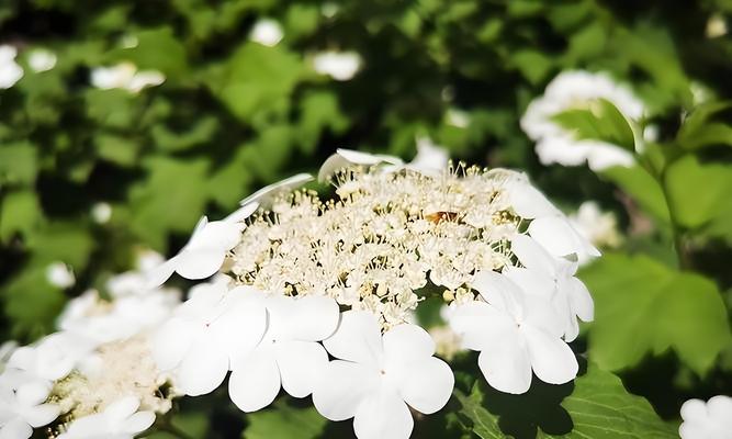 花的叫声代表什么含义？花的“声音”象征着什么？