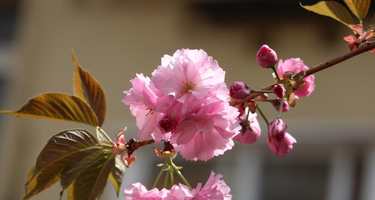 粉色花的寓意是什么？粉色花卉在花卉语言中的特殊含义是什么？