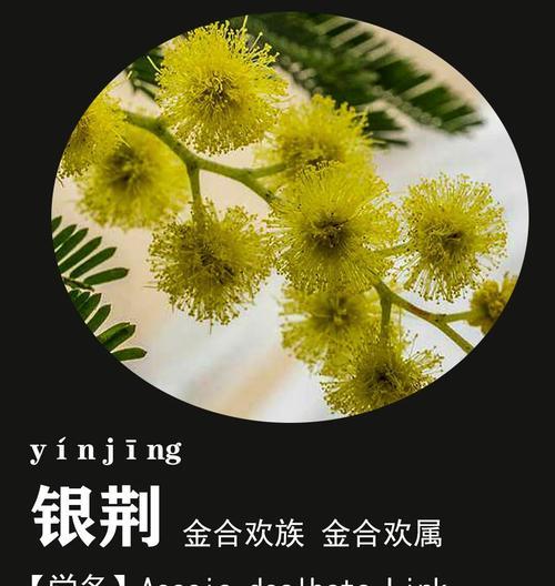 30朵花的含义和花语是什么？