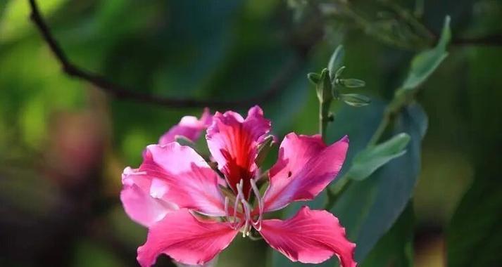 往上开的花代表什么？往上开的花的寓意是什么？