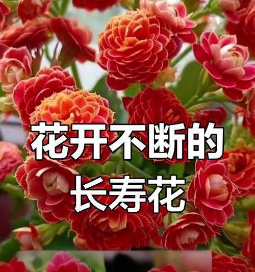 什么花寓意健康长寿？如何通过花卉表达长寿祝福？