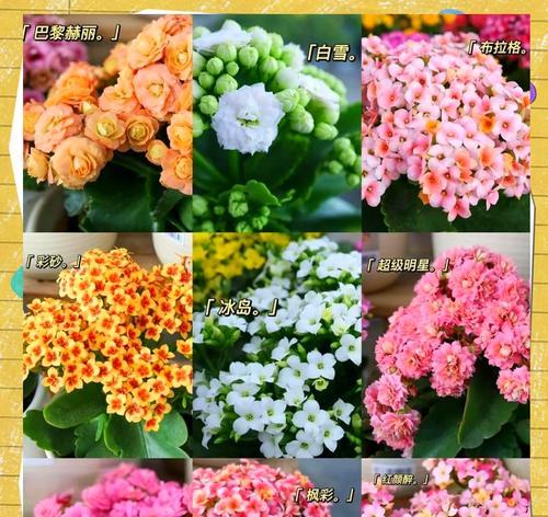 什么花寓意健康长寿？如何通过花卉表达长寿祝福？