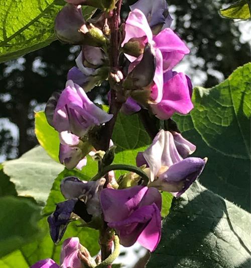 扁豆花的花语是什么意思？扁豆花在农业中的重要性如何？