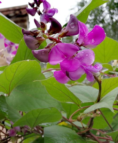 扁豆花的花语是什么意思？扁豆花在农业中的重要性如何？