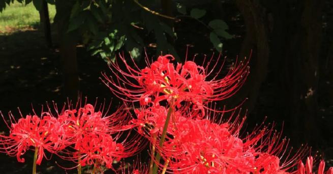 红色花杆在花卉布置中的特殊意义是什么？