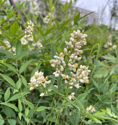 哪种花的花语最冷漠？探索冷漠花语的花卉有哪些？