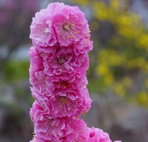 哪种花的花语最冷漠？探索冷漠花语的花卉有哪些？