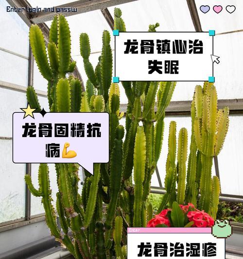 骷髅花的寓意和禁忌是什么？骷髅花在园艺设计中的应用是什么？