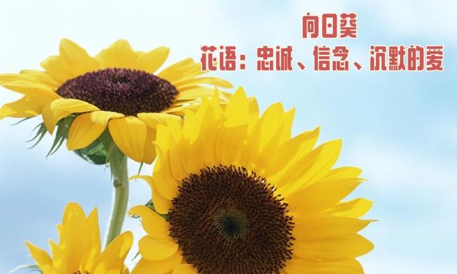 哪些花的含义不太好？它们代表了什么？