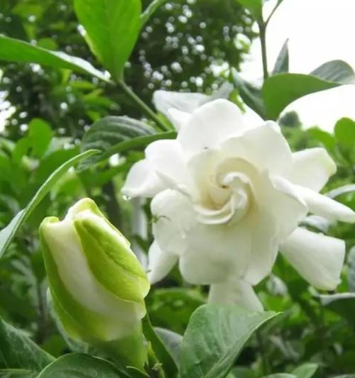 栀子花的美好寓意和代表含义是什么？