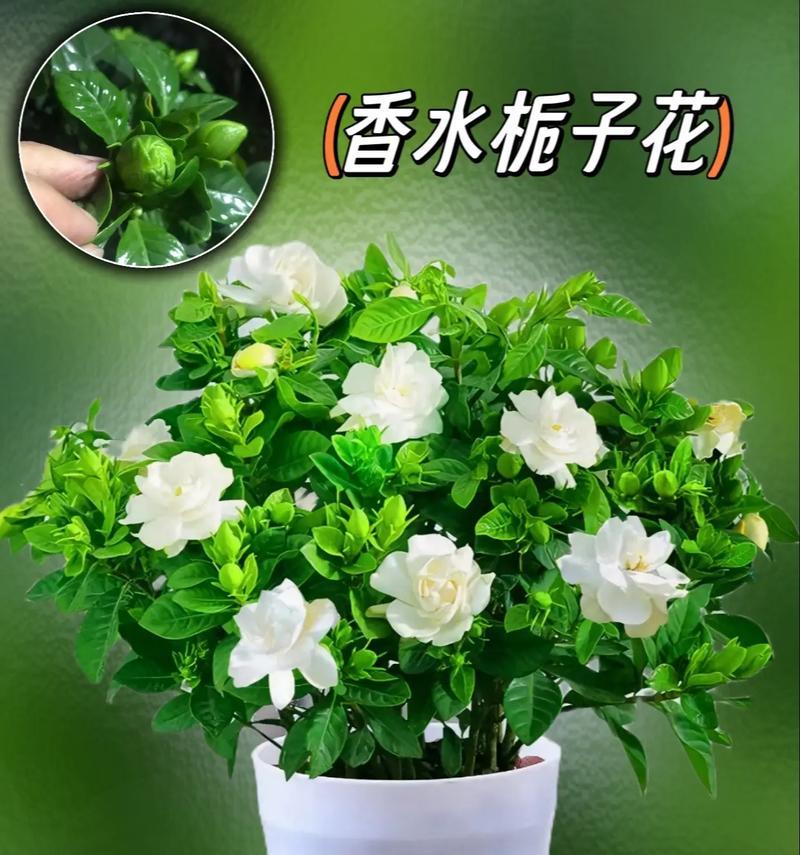 栀子花的美好寓意和代表含义是什么？