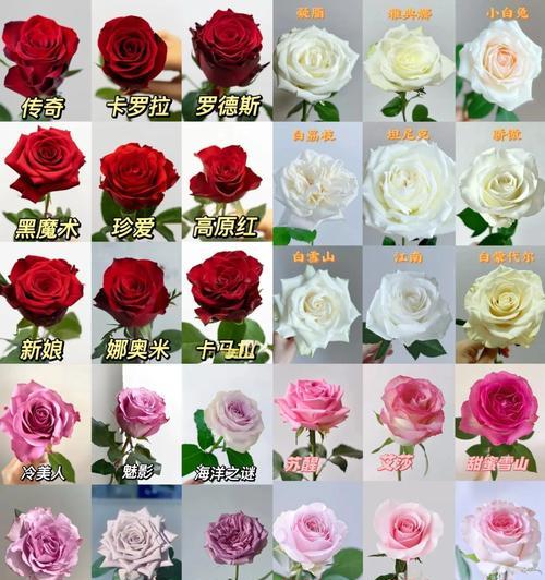 五朵玫瑰的含义是什么？花语代表什么？