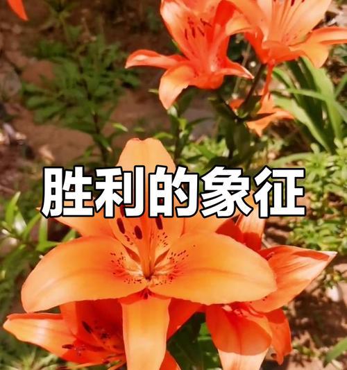 哪种花寓意代表胜利？
