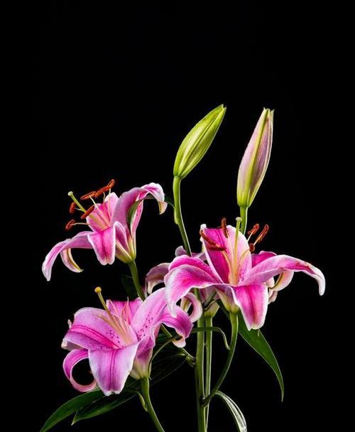 黑色花朵象征什么？黑色花的含义是什么？