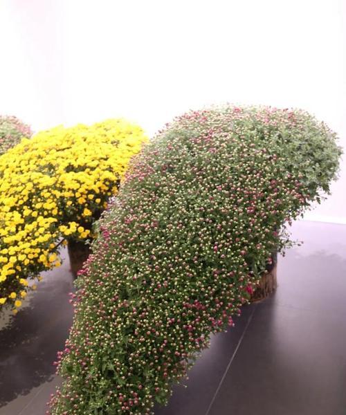 哪些花象征着竞赛？