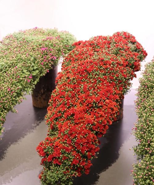 哪些花象征着竞赛？