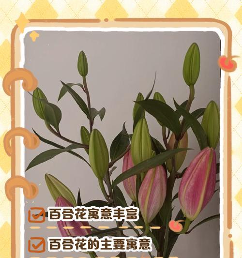 透明花朵代表什么含义？透明花朵的象征意义解析？