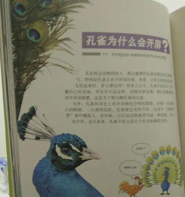 孔雀永生花代表什么含义？孔雀永生花的寓意是什么？