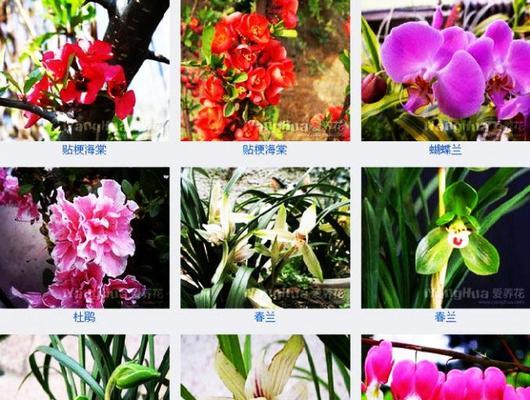 高冷花卉的花名有哪些？它们各自代表什么？