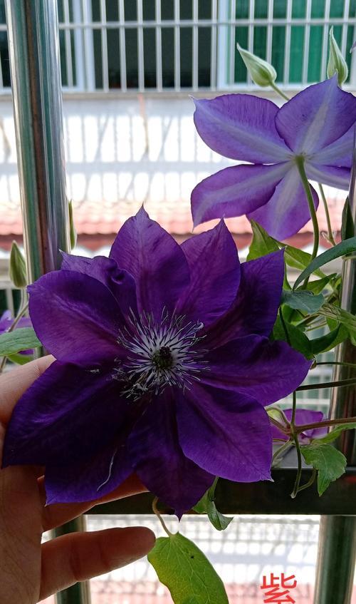 高冷花卉的花名有哪些？它们各自代表什么？