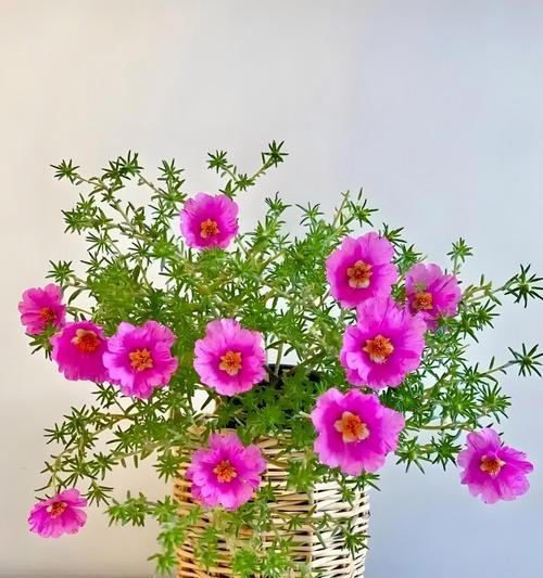 太阳花是否象征希望？它的花语是什么？