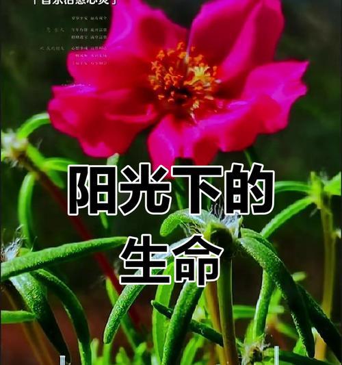 太阳花是否象征希望？它的花语是什么？