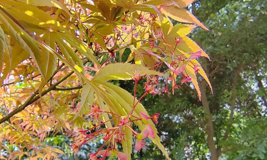 枫树花的象征意义是什么？