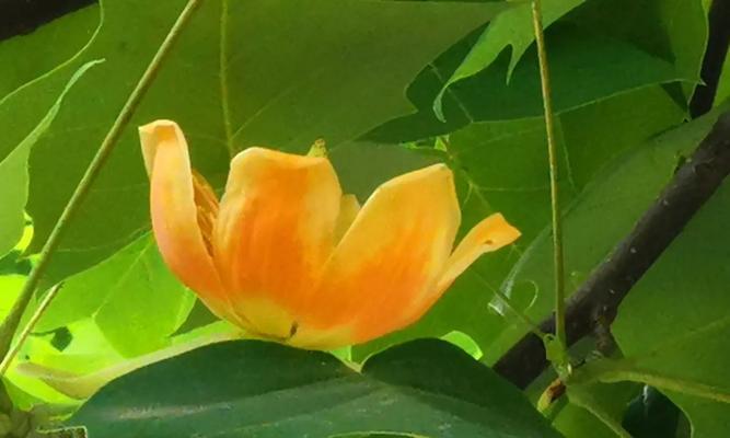 枫树花的象征意义是什么？