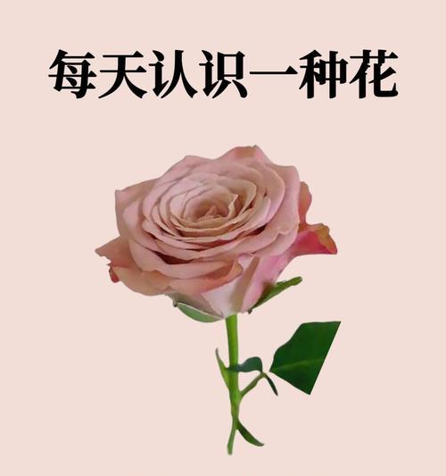 如何快速查找1000种英文花名及花语大全？