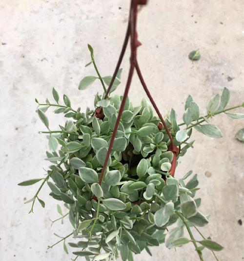 多肉佛珠开花吗？如果开花寓意着什么？