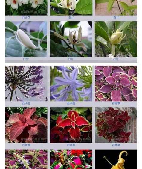 1000种英文花名及花语大全怎么查？查找方法有哪些？