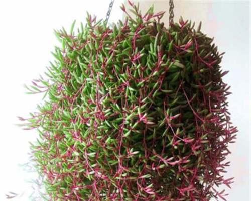 多肉佛珠开花吗？开花寓意是什么？