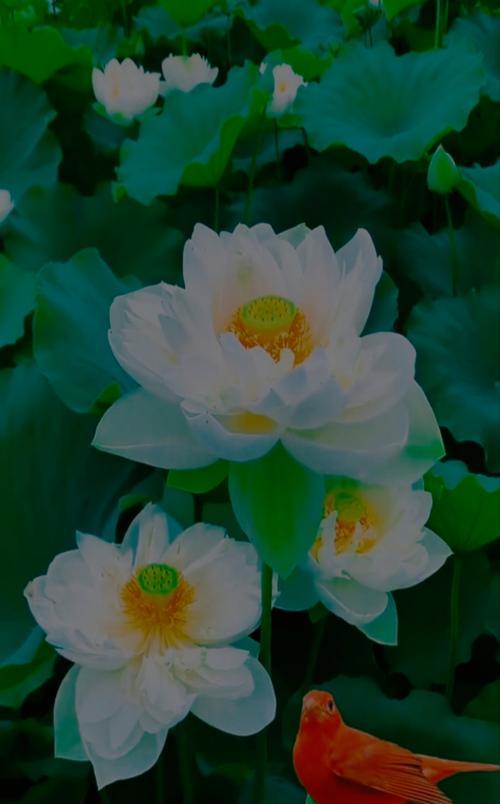 代表希望和曙光的花是什么？如何在家中种植和养护？