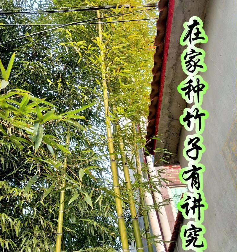 竹子的象征意义是什么？它在文化中扮演了哪些角色？