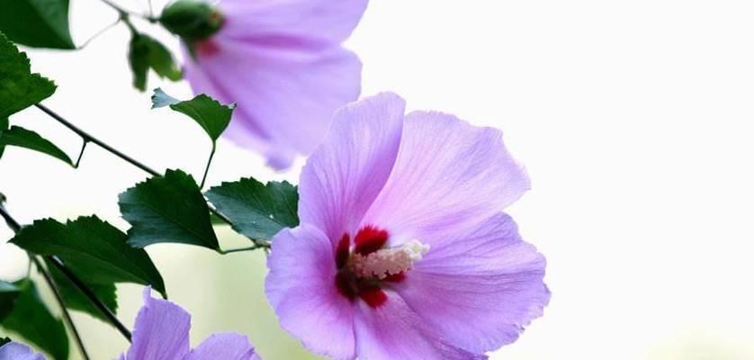 什么花代表善良？花语中善良的花有哪些？