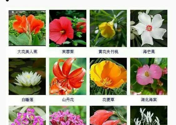 蝴蝶兰（蝴蝶兰的象征意义及养护技巧）