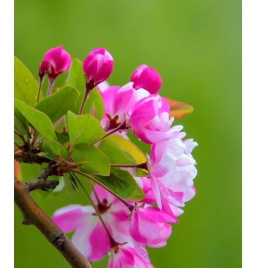蓝色妖姬的花语与象征——向蔚蓝浪漫致敬（解读蓝色妖姬花语的美丽意涵）
