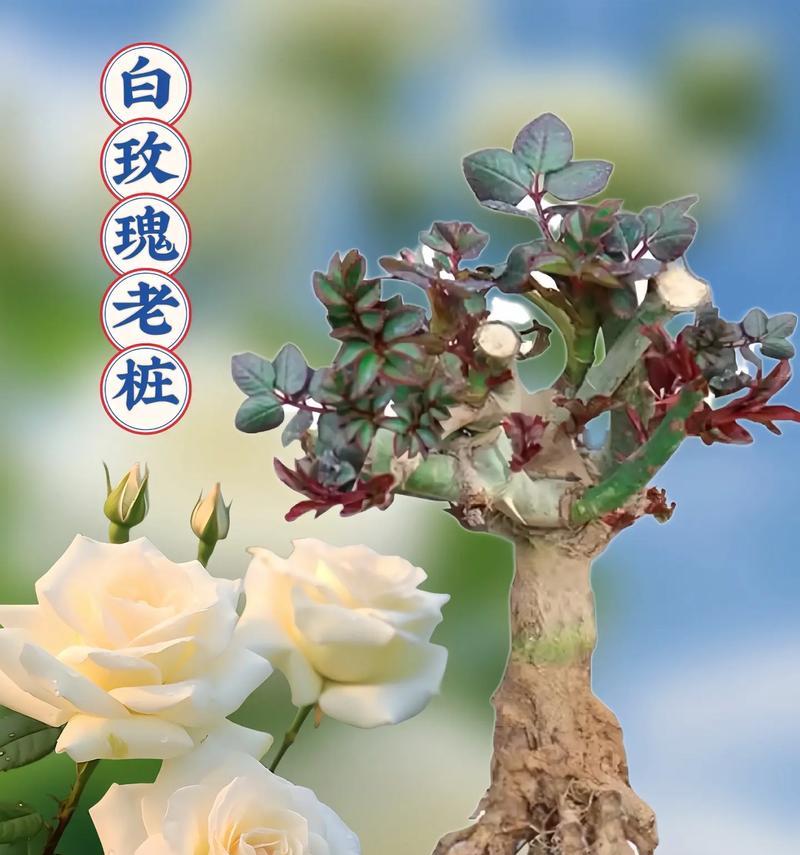 白玫瑰送什么人？（以白玫瑰花语为主题的送花建议）