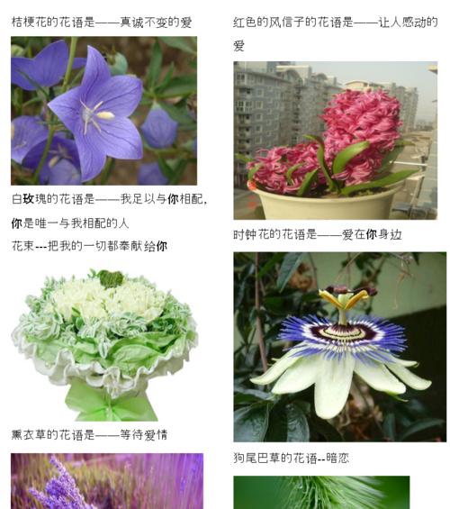 蝴蝶兰的传说与花语（揭开蝴蝶兰背后的神秘面纱，探寻其寓意深远的花语）