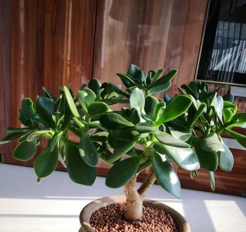 多肉植物（多肉植物，象征繁荣和好运的小宝贝）
