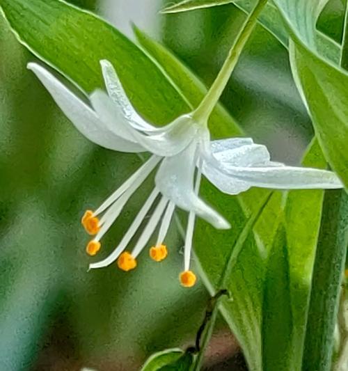吊兰花语（探究吊兰花的花语和象征意义）