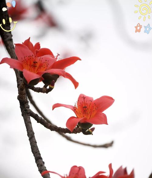 春天花海中的绚烂盛宴（追寻春天的踪迹与美丽）