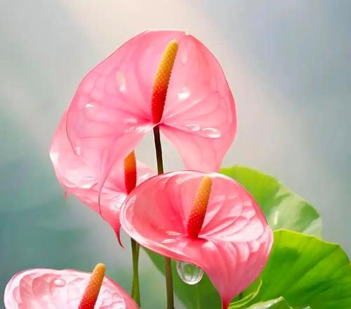 红掌的象征与寓意（红掌在风水中的代表意义）