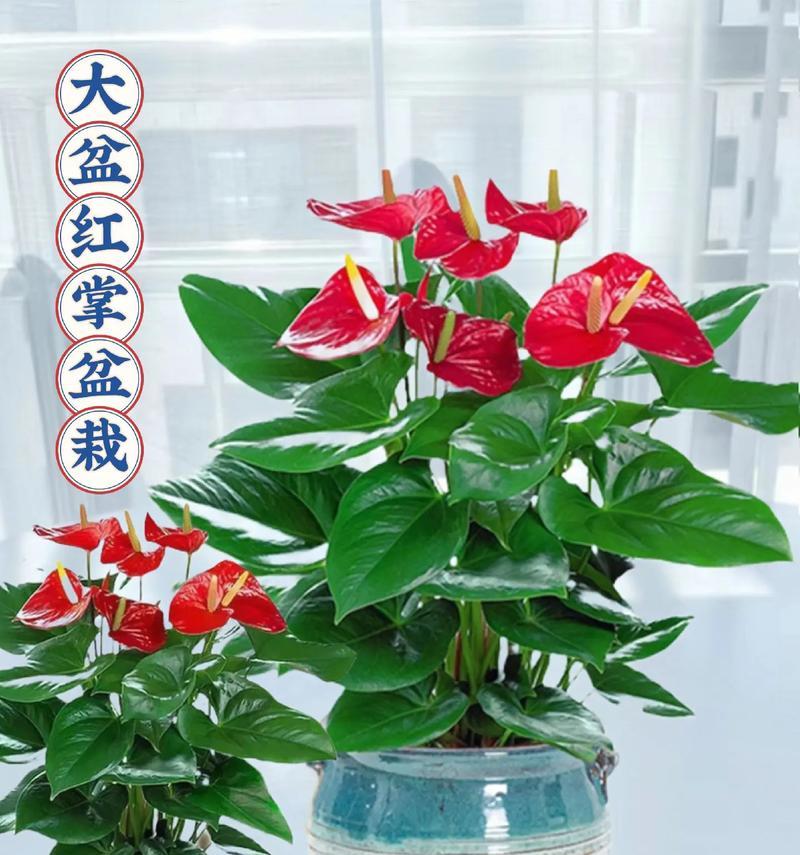 红掌的象征与寓意（红掌在风水中的代表意义）