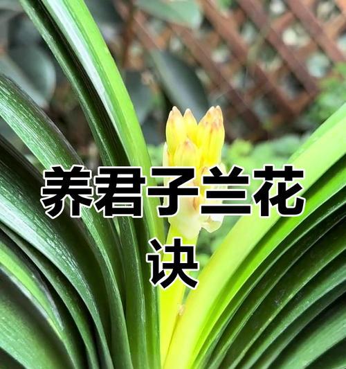 君子兰花的象征意义与美学价值（以君子兰花为主题的文化符号与审美追求）
