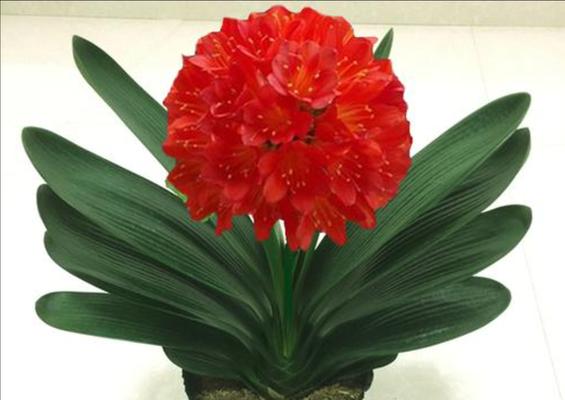 君子兰花的象征意义与美学价值（以君子兰花为主题的文化符号与审美追求）